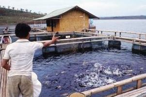 Indonesia to subsidise aquafeed price in 2013