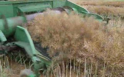 CIS countries to increase exports of rapeseed oil