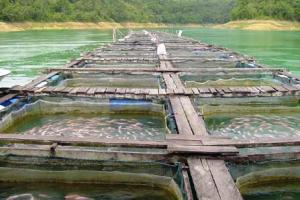 Report: Aquaculture to provide 60% of fish production by 2020
