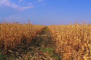 EU will help Moldova to avoid feed shortage