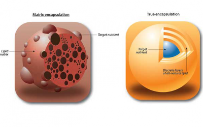 Encapsulation processes lead to varying levels of protection