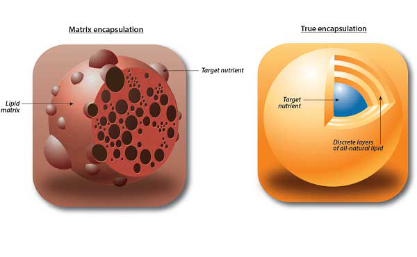 Encapsulation processes lead to varying levels of protection
