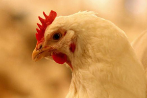 Product: Apex5 Enhanced botanical booster for poultry
