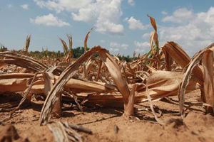 US ranches rationing cattle feed to survive