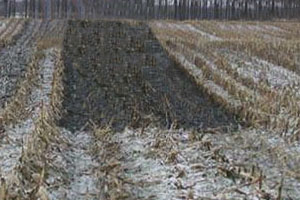 Ukraine: Feed crops damaged by bad weather