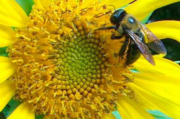 EU to ban 3 neonicotinoid pesticides to protect bees