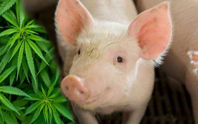 Washington farmers feed pigs with leftover cannabis