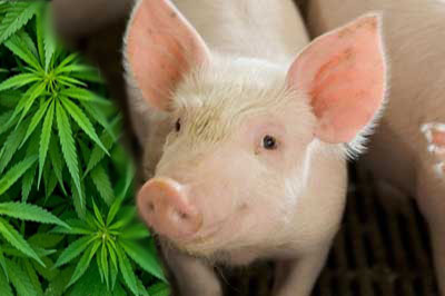 Washington farmers feed pigs with leftover cannabis