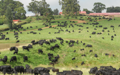 Inside the South African feed industry