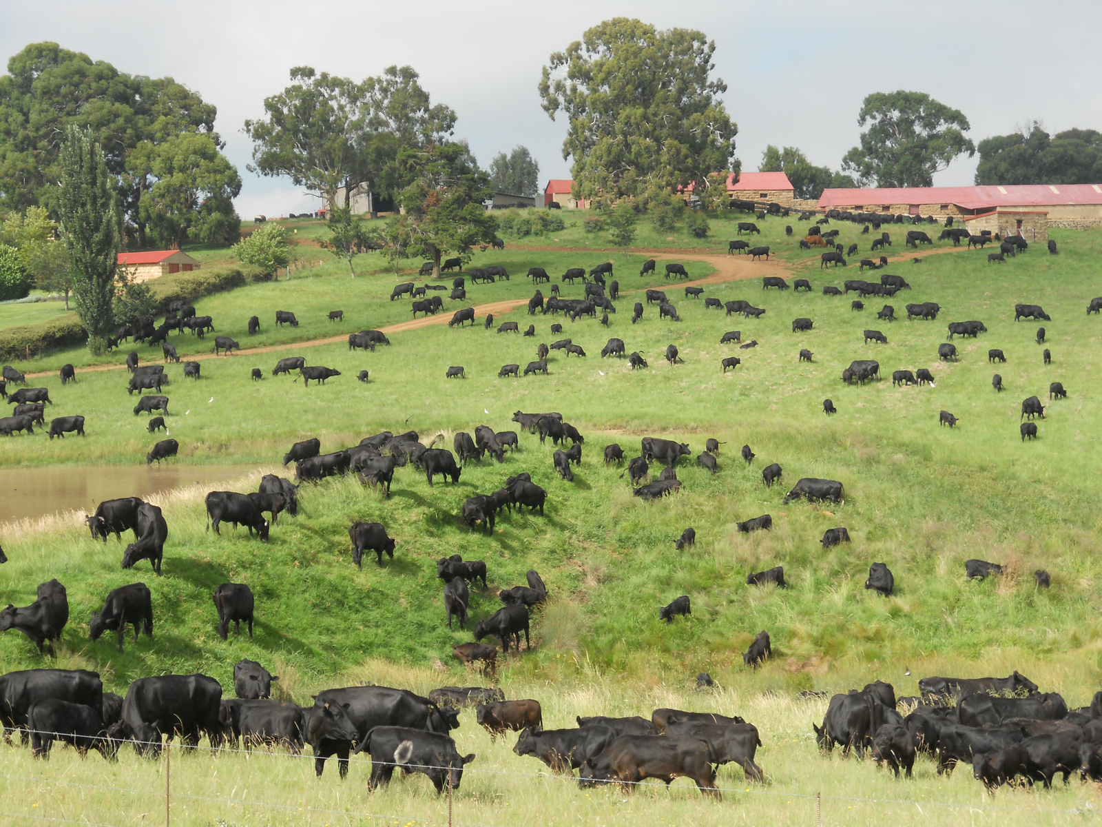 Inside the South African feed industry