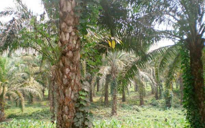 Malaysia: Cargill launches sustainable palm oil project