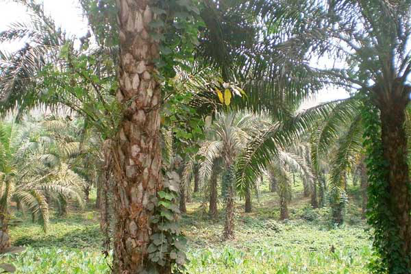 Malaysia: Cargill launches sustainable palm oil project