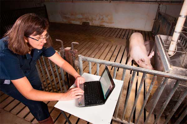 Monitoring livestock feeding behaviour