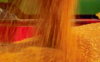 Ukraine govt urges grain exports despite stock decline
