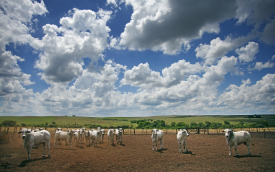 Brazil: An agronomist’s dream