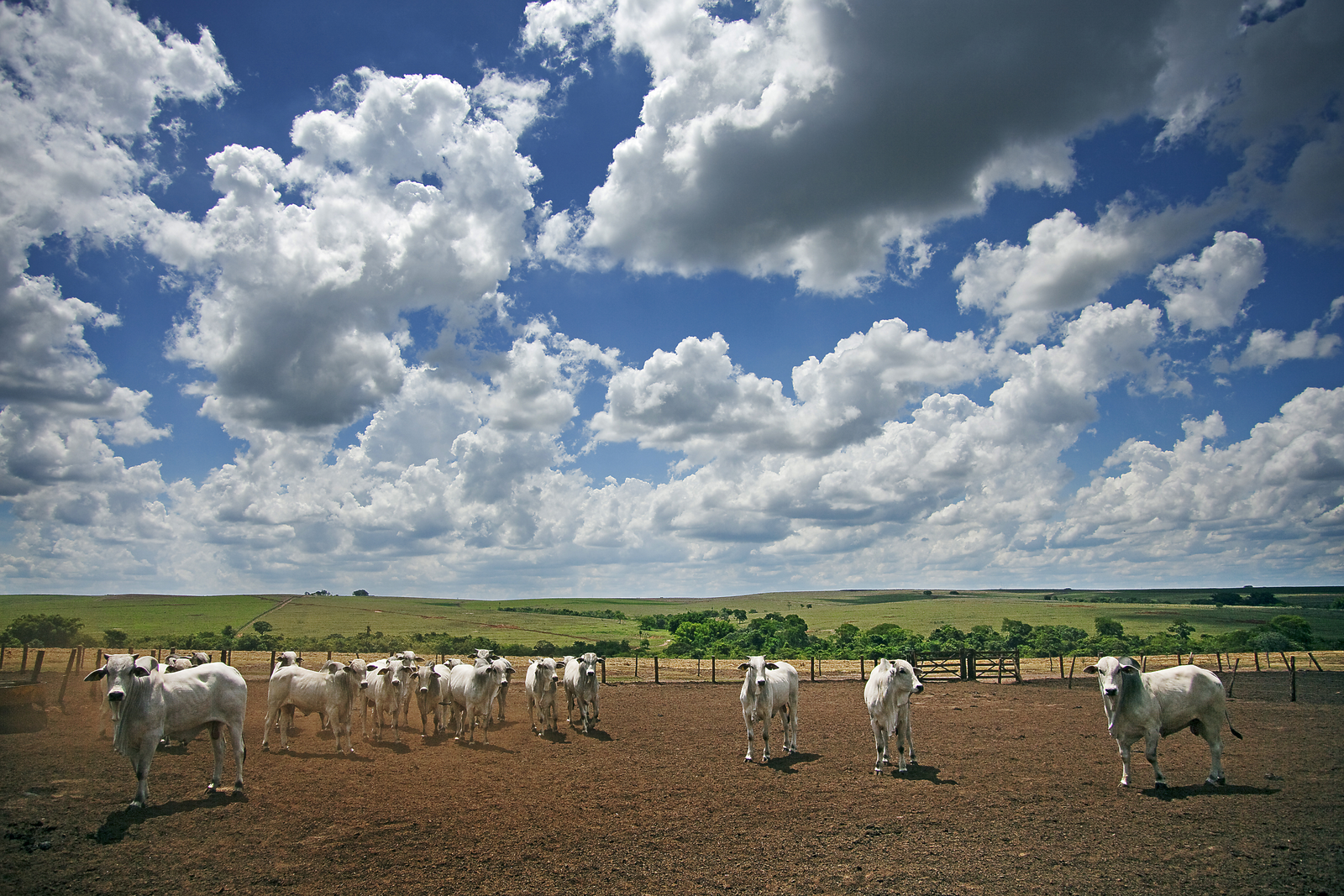 Brazil: An agronomist’s dream