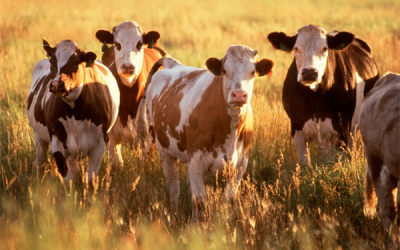 Better to wean calves early during drought conditions