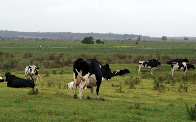 Australian dairy farmers optimistic about the future