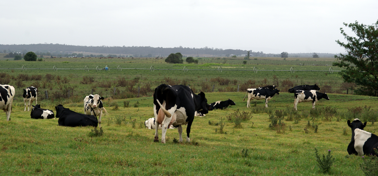 Australian dairy farmers optimistic about the future