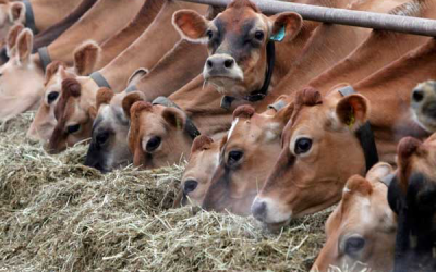 Dairy farmers to benefit from rare price boom