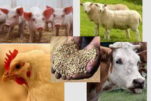 Nigeria launches livestock feed mill plant project