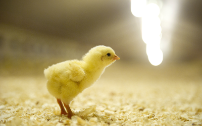 “Sustainable poultry production needed”
