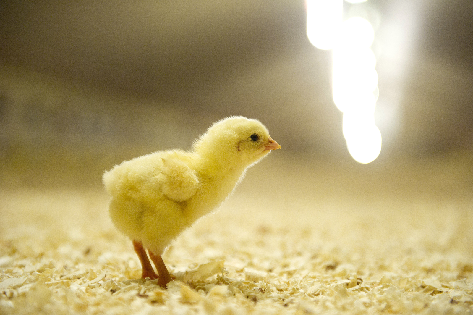 “Sustainable poultry production needed”