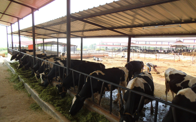 Photo report: Rapid growth in India’s dairy farming sector