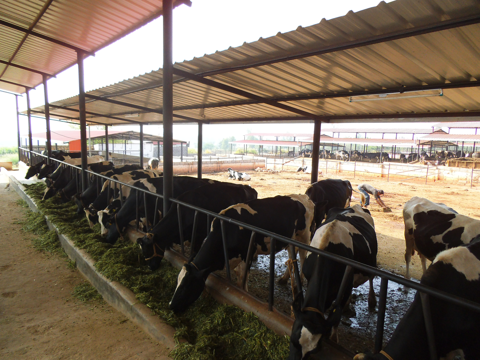 Photo report: Rapid growth in India’s dairy farming sector