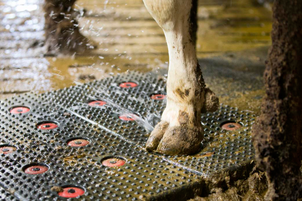 Now’s the time to watch for cattle foot problems