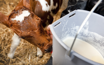 Bacteria counts too high in colostrum