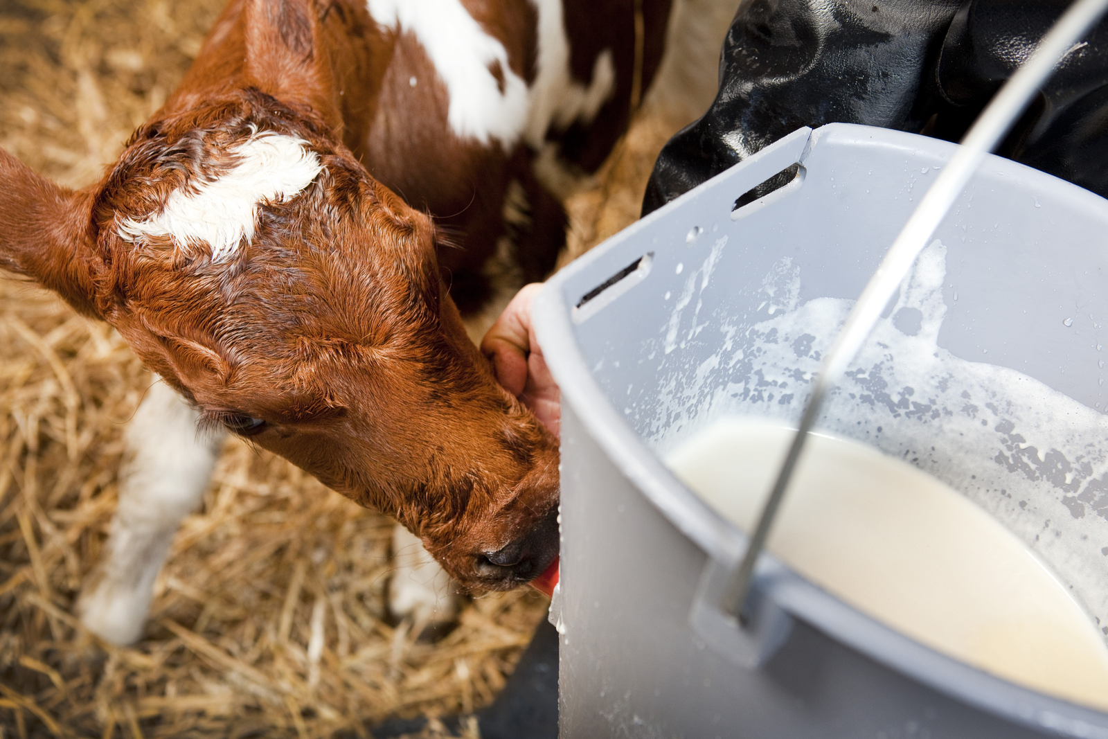 Bacteria counts too high in colostrum