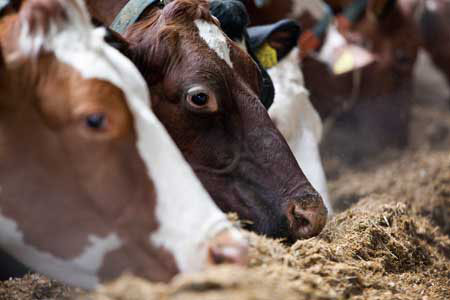 Automated cattle feeding; more to see at Eurotier 2014