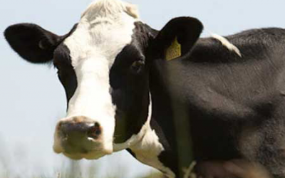 Multidisciplinary approach for dairy cow longevity