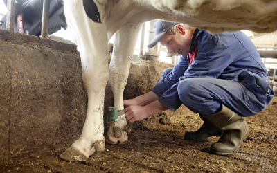 Monitoring cow activity to support lameness management