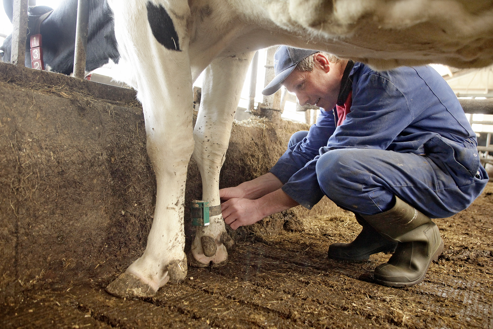 Monitoring cow activity to support lameness management