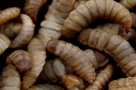 Study reveals men are most likely to eat insects