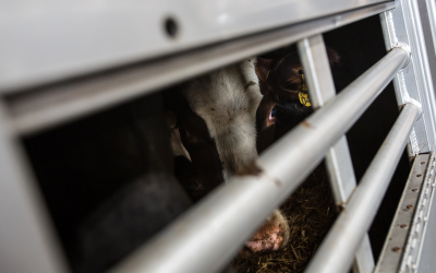 Photo Report: Plane full of heifers to Oman