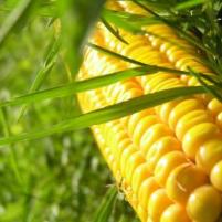 Brazil approves Monsanto’s corn borer trait