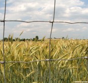 Summer rains disrupt wheat harvest