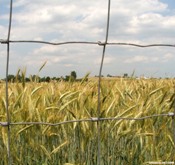 Summer rains disrupt wheat harvest