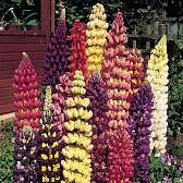 Course ground lupin seeds digest better