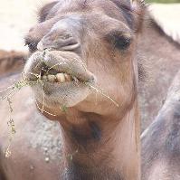Insecticides in feed cause of camel death