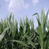 Feeding cornstalks to beef cattle