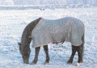 Conserved grass takes the load off hay diets for ponies