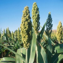 New sorghum ideal for both fuel and feed
