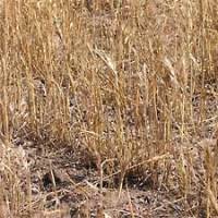 Wheat shortage becoming alarming