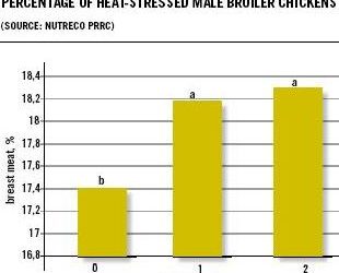 Role of betaine in preventing heat stress