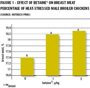 Role of betaine in preventing heat stress