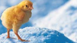 Maximising enzyme response in poultry diets